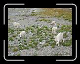 Glacier National Park 2 * 2272 x 1704 * (2.68MB)